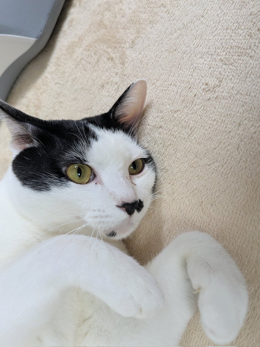 じょせふ@みろく＆ターラのおうち (@888goody) / Posts / X