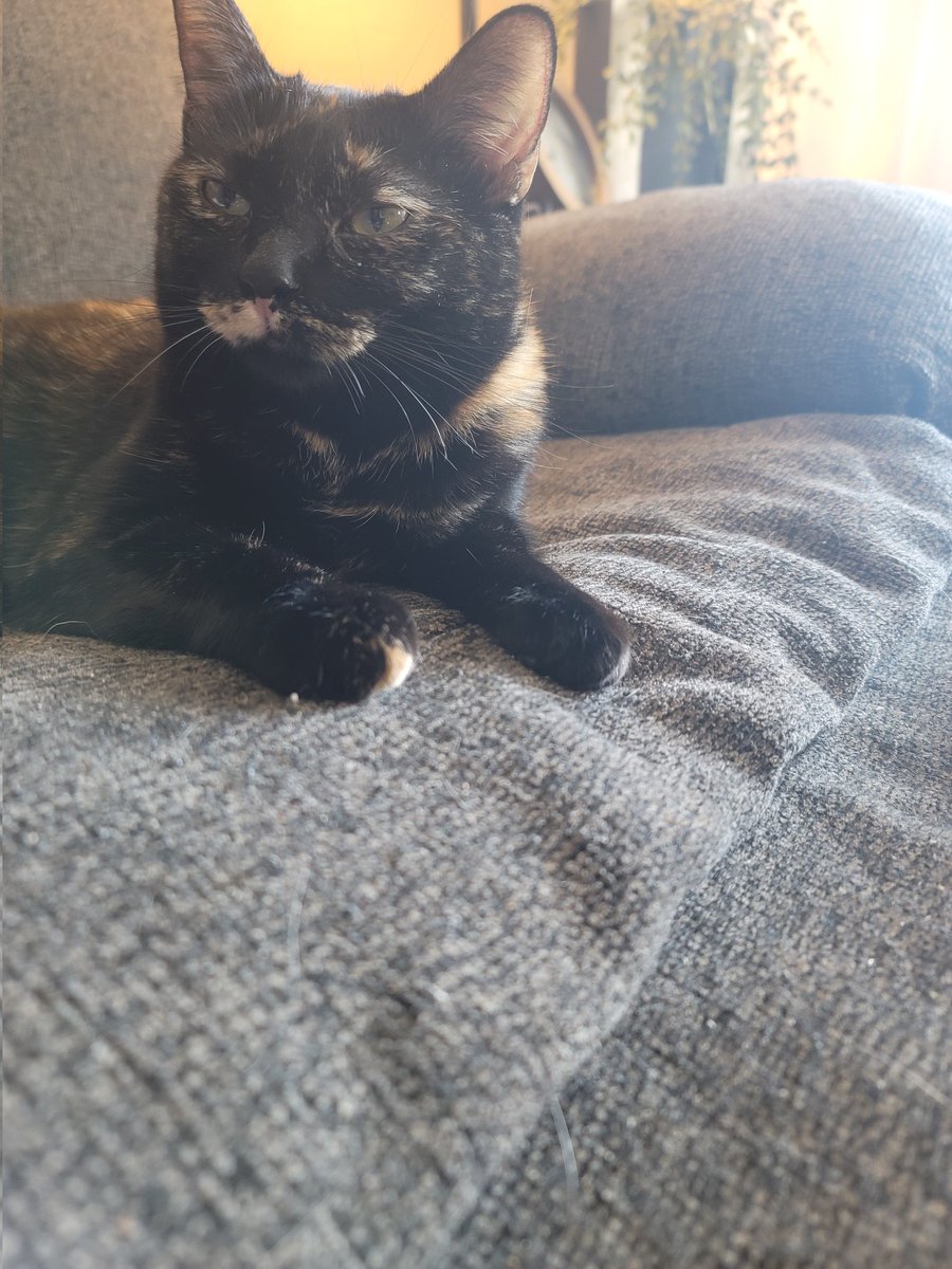 MrGarbageCat's tweet image. 