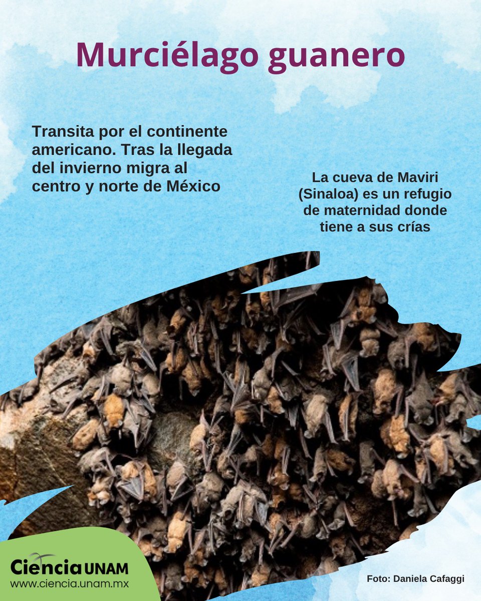 Ciencia_UNAM's tweet photo. Te contamos más sobre #migrantes del aire: https://t.co/gFLw2EphFX
#20Años #MegaOfrendaUNAM en @UniversumMuseo https://t.co/VPIhd1YjXc