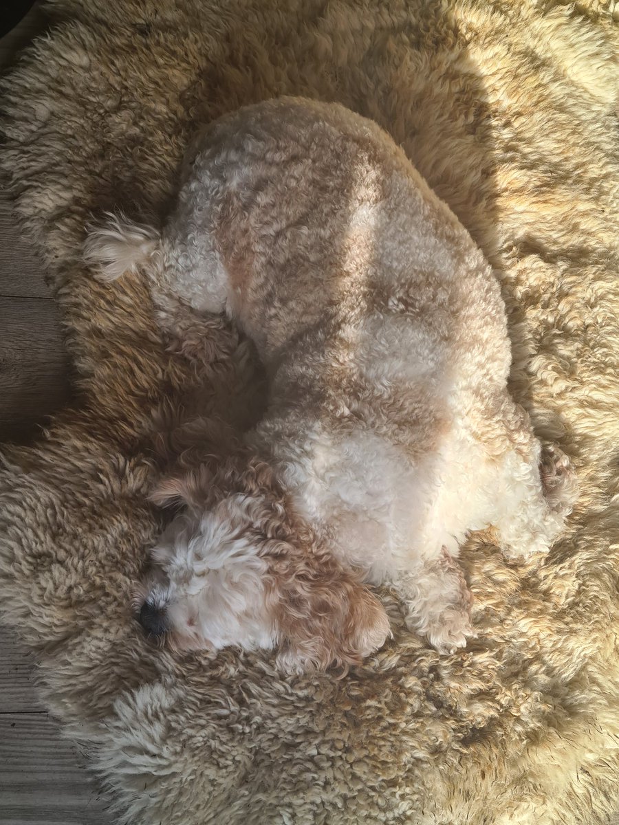 Where's Benji? This game was trickier when he was a tiny pup <a href="/robsellers123/">rob sellers🇾🇪</a>! 🤣🐶