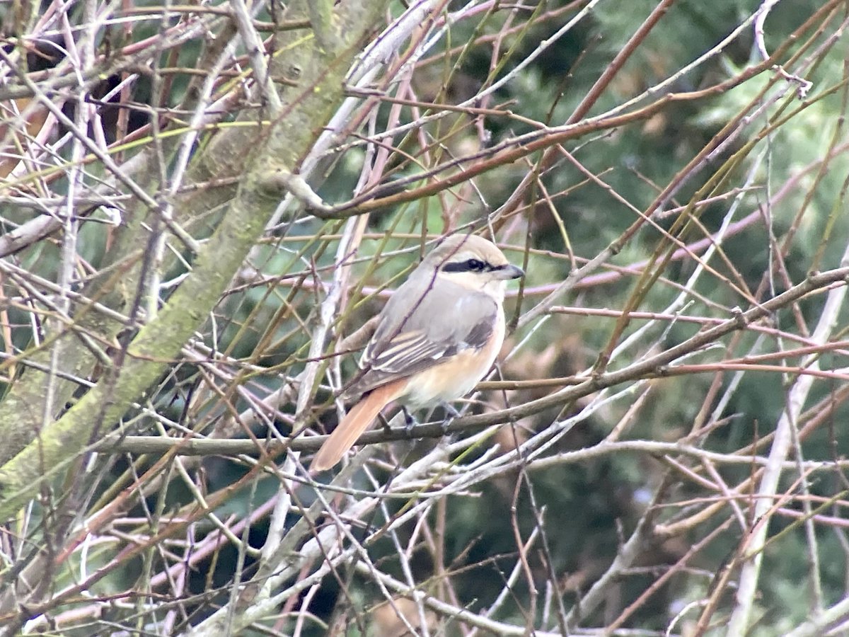 Adult male Isabelline Shrike from Ring Marsh, Co. Wexford today. Nine years after dipping the species three times in a week, Isabelline has finally fallen for me. A perfect Daurian too, potentially only the 2nd acceptable Irish record after the Mizen bird in 2007 <a href="/BirdGuides/">BirdGuides</a>