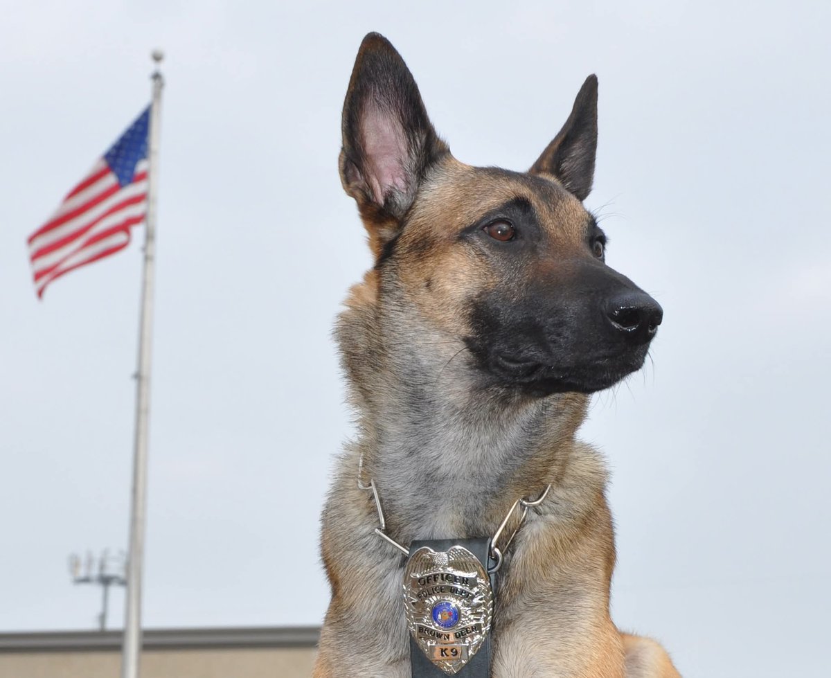 K9 Vader (EOW 10/28/25) tweet media