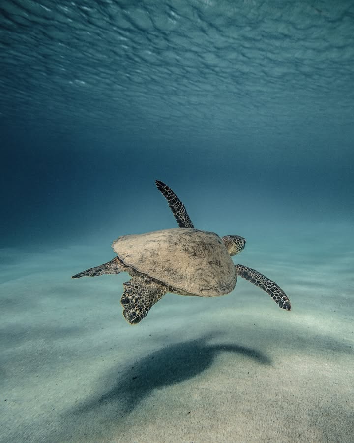 Explora Journeys tweet media