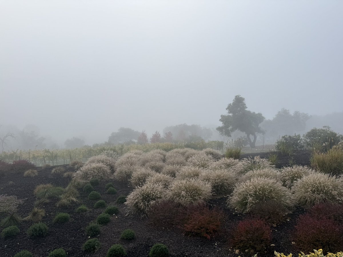 ShannonMFHill's tweet image. What a beautiful Fall morning!🍃🍁🍂