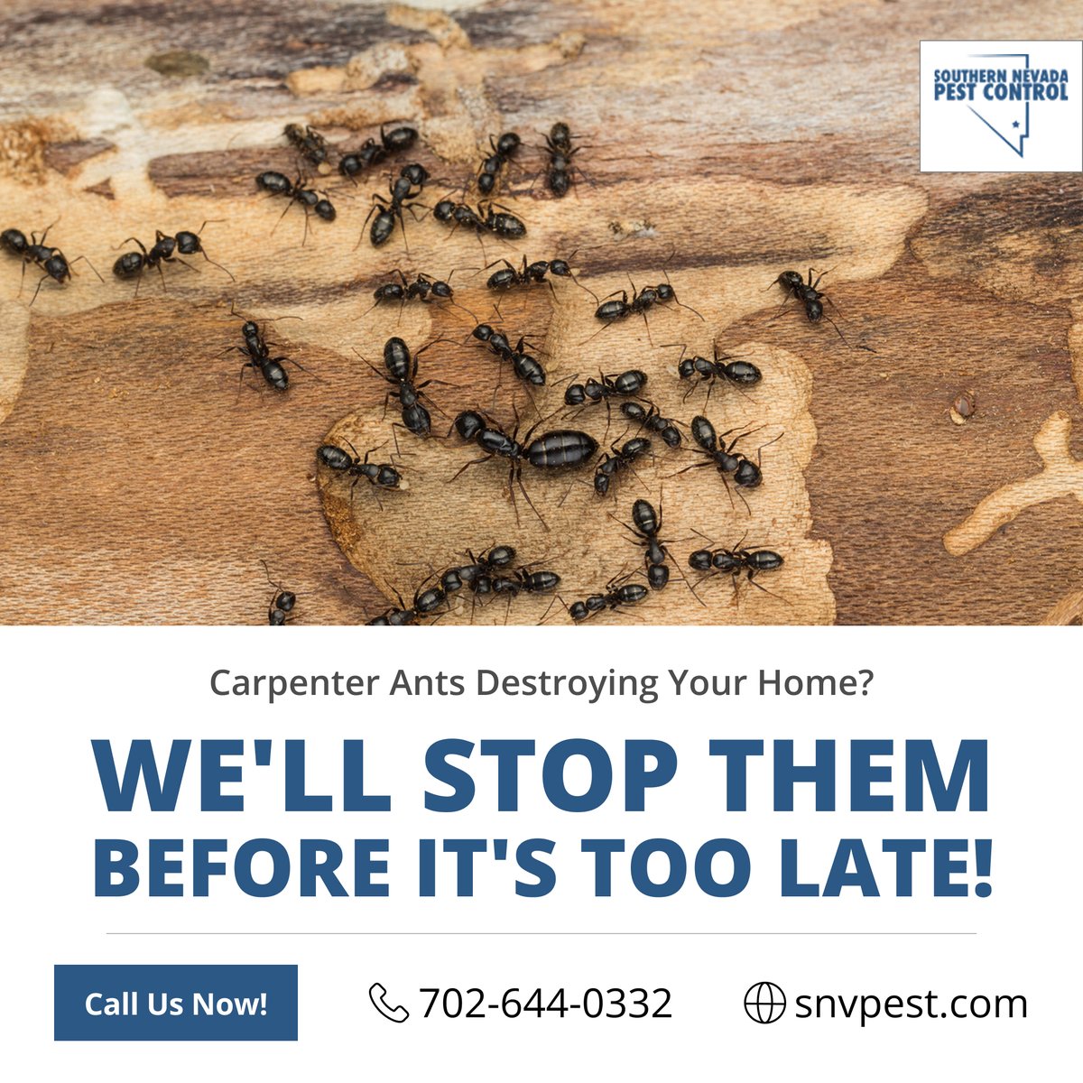 SNVPest's tweet image. 🐜 Carpenter ants eating through your home?
We&apos;ll exterminate them quickly and prevent future damage! 🔨

Act FAST before they compromise your home&apos;s structure!
📞 Call Immediately: 702-644-0332
🌐 Visit: snvpest.com

#CarpenterAntExtermination #PestControlExperts