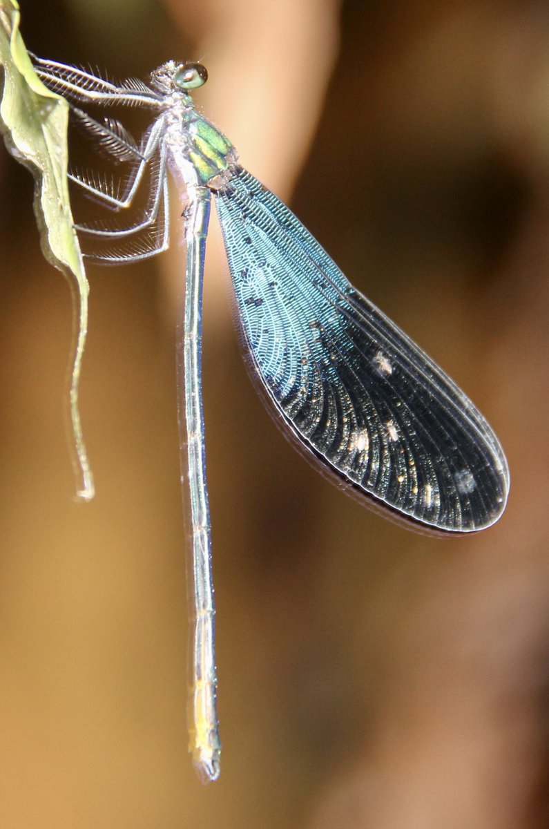 たろう (@exotic_VNCA0523) / Posts / X