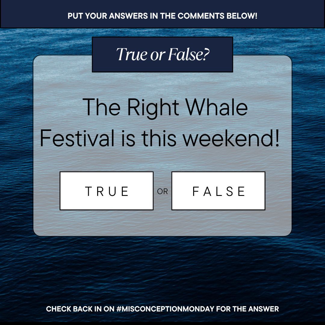 Right Whale Festival tweet media