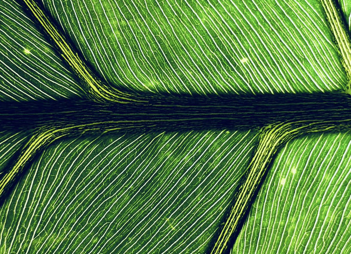 Cool Effect tweet media