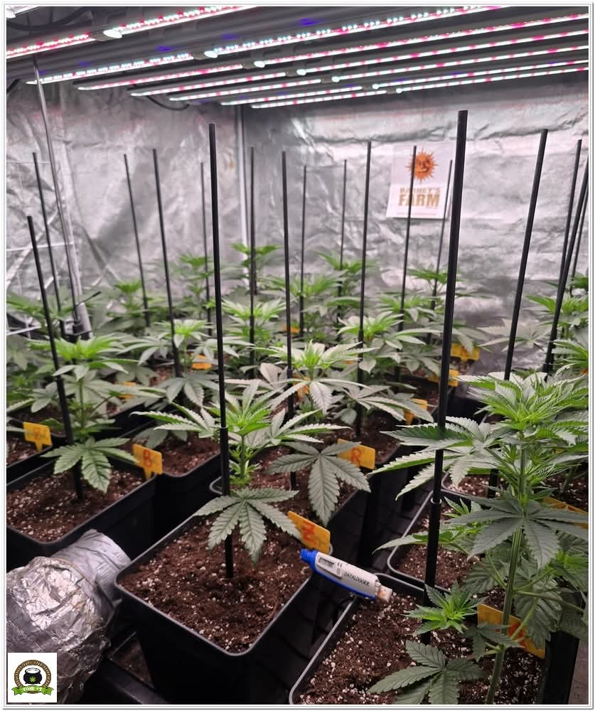 Fernand49034227's tweet image. 🍁Natural
#canna #thc%