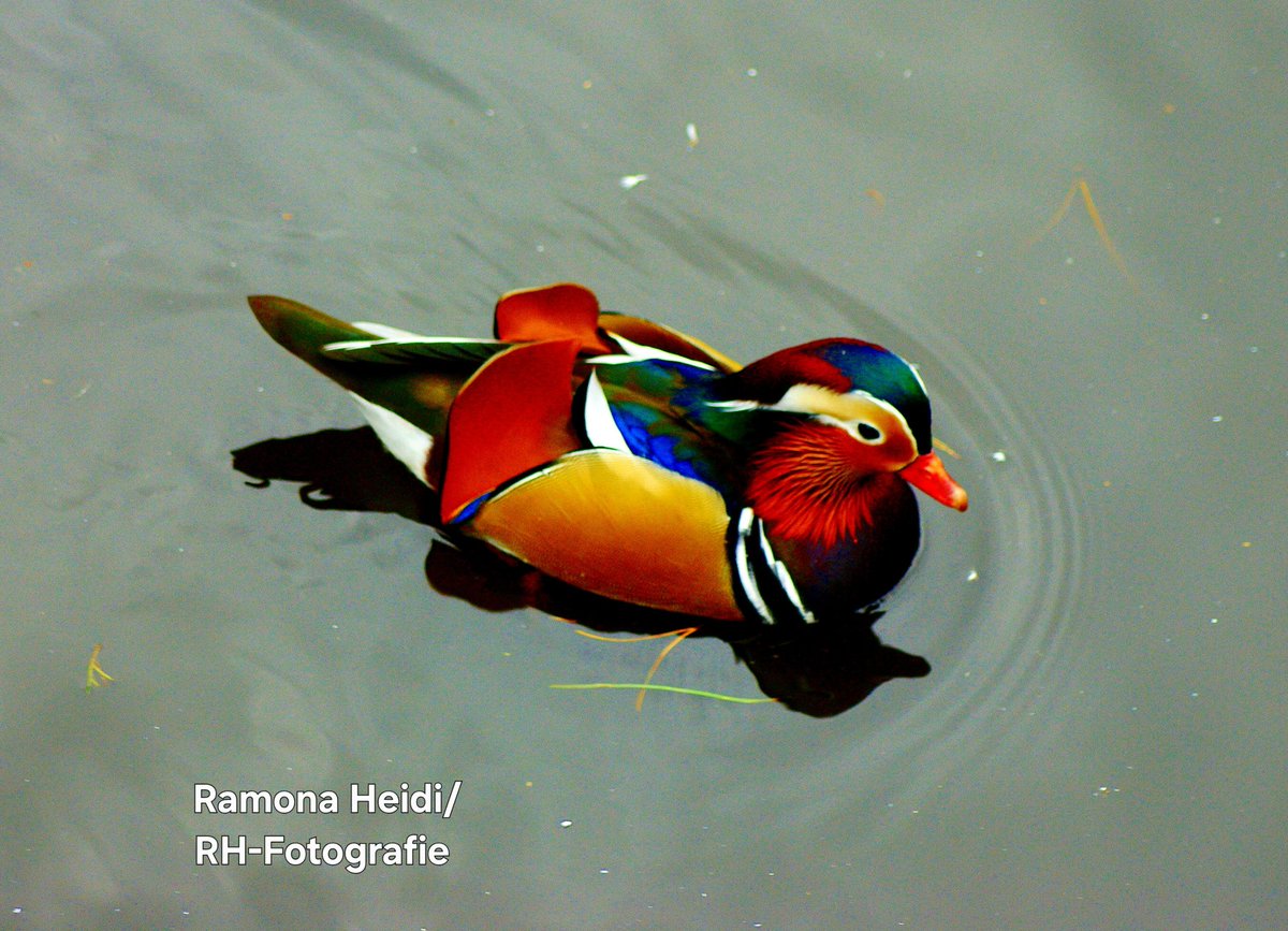 Ramona Heidi Op' t Holt tweet media