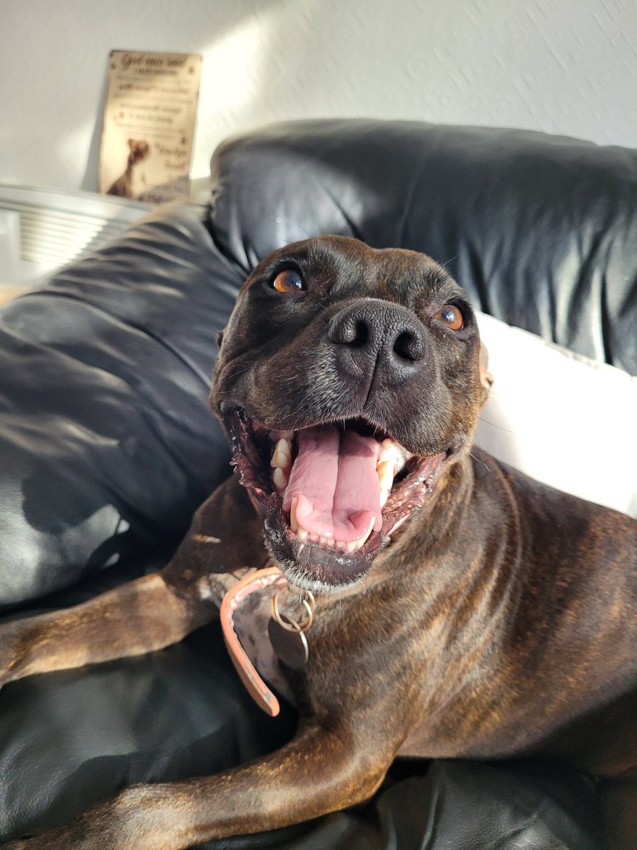Kezkezbezbezomg's tweet image. #tbt Me doing my best 🦭impression 😆🥰#staffy #seal