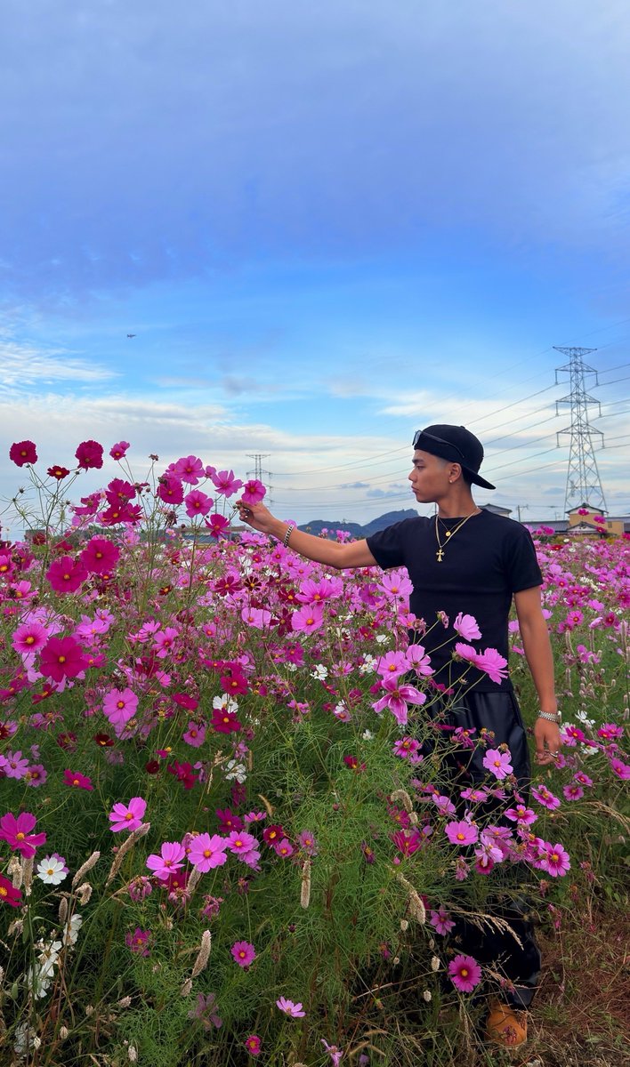 秋桜枯れる前に見れて良かった🌸