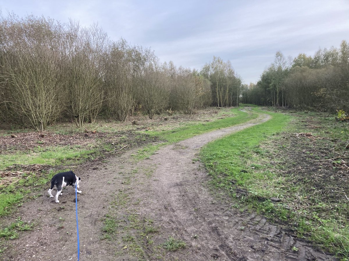 Lekker bezig ⁦<a href="/staatsbosbeheer/">Staatsbosbeheer</a>⁩! Wat bomen er tussenuit om het bos te laten groeien snap ik maar hier begrijp ik niets van. Gaan we hier met auto’s rijden? En wordt er volgende week geasfalteerd?  #Bentwoud