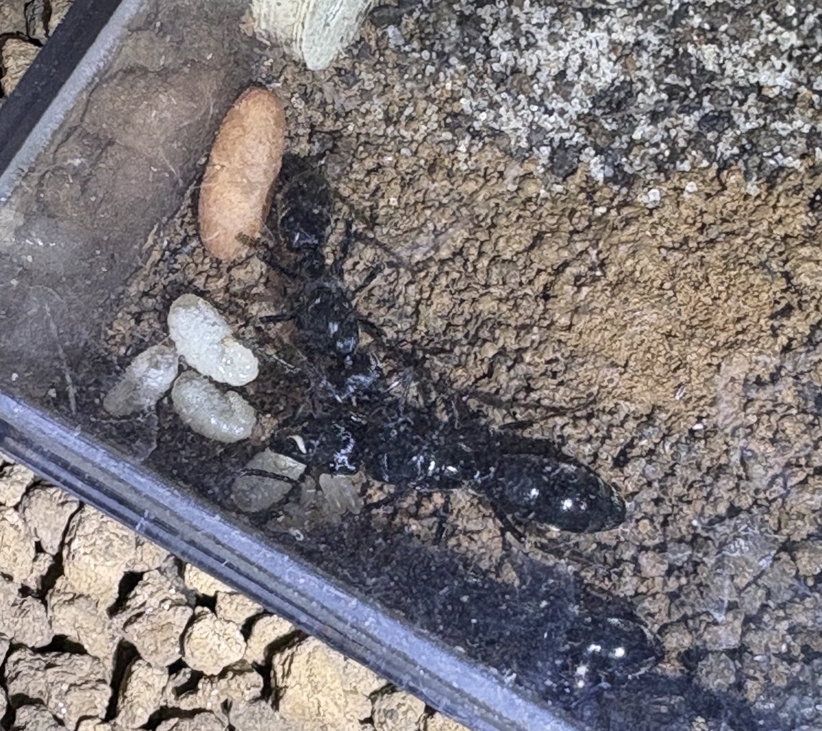 悪臭アリ
Pachycondyla tarsatus