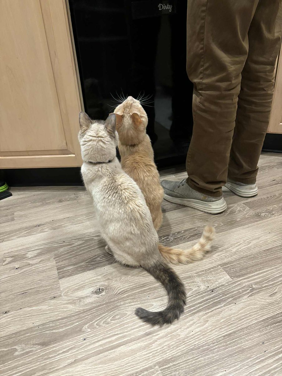 Kaylin Vee Art °Commissions Open° tweet media