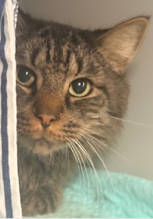 🆘🆘 SNEAKERS (ID238646), 7 YO, MALE –  IN QUEENS ACC - came into the shelter as an aco - impound on 10/6/2025, with the surrender reason stated as person circumstance- eviction.    🆘🆘 😿 😿 😿 😿

➡️TBD 11/1/25

➡️ MEDICAL PRIORITY – NEEDS MORE CARE AND ATTENTION THAN THE