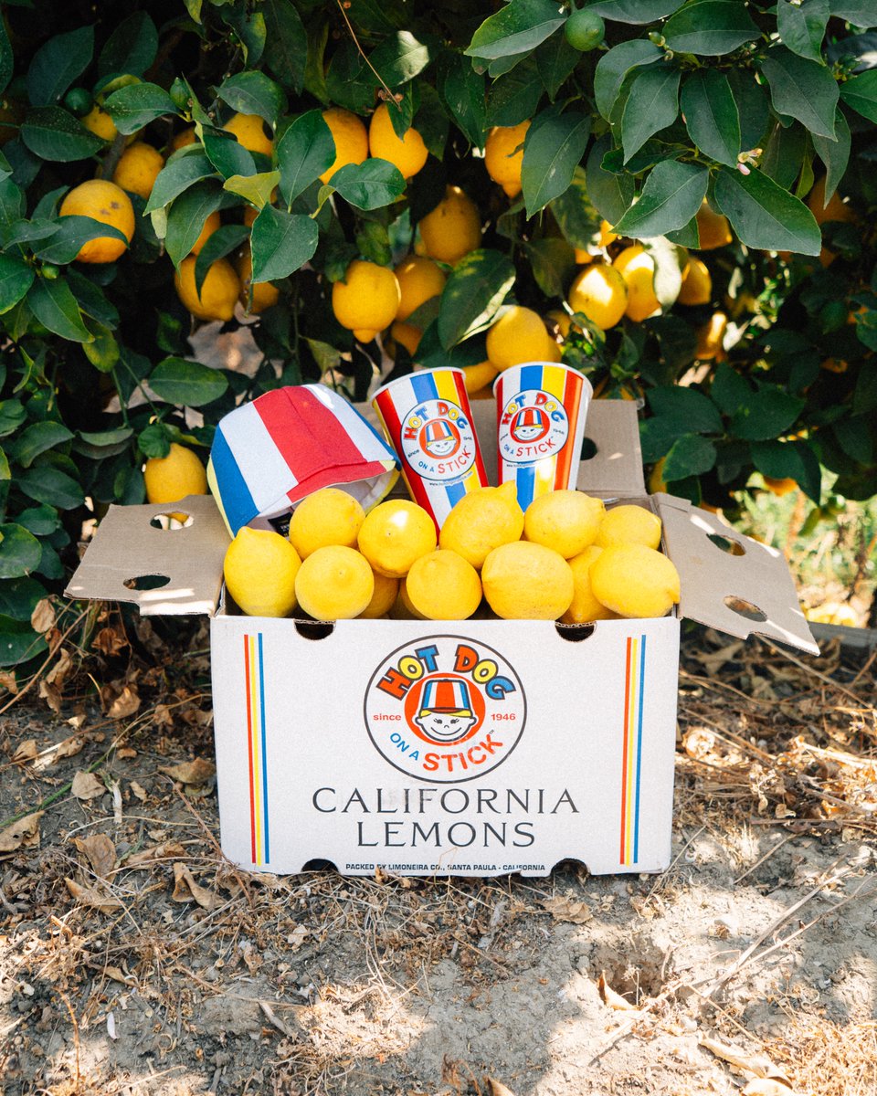 When Limoneira gives us lemons . . . we make the freshest lemonade in town 😁🍋 Proudly sourced straight from Limoneira to a Hot Dog on a Stick cup!