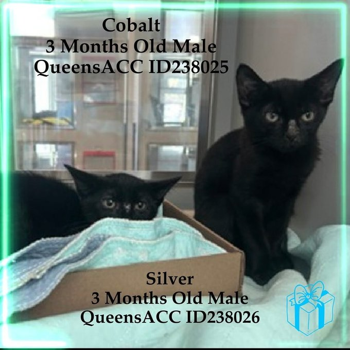 🆘🆘 8 RINGWORM KITTENS – GROUP 4 - COBALT &amp; SILVER ARE CURRENTY IN QUEENS ACC.   🆘🆘 😿 😿 😿 😿

➡️TBD 11/1/25

➡️ JUST KITTENS

➡️ MEDICAL PRIORITY – NEEDS MORE CARE AND ATTENTION THAN THE SHELTER CAN PROVIDE.

➡️ TOO LOW ON PLEDGES TO STIMULATE RESCUE INTEREST

➡️🆘🆘 7th
