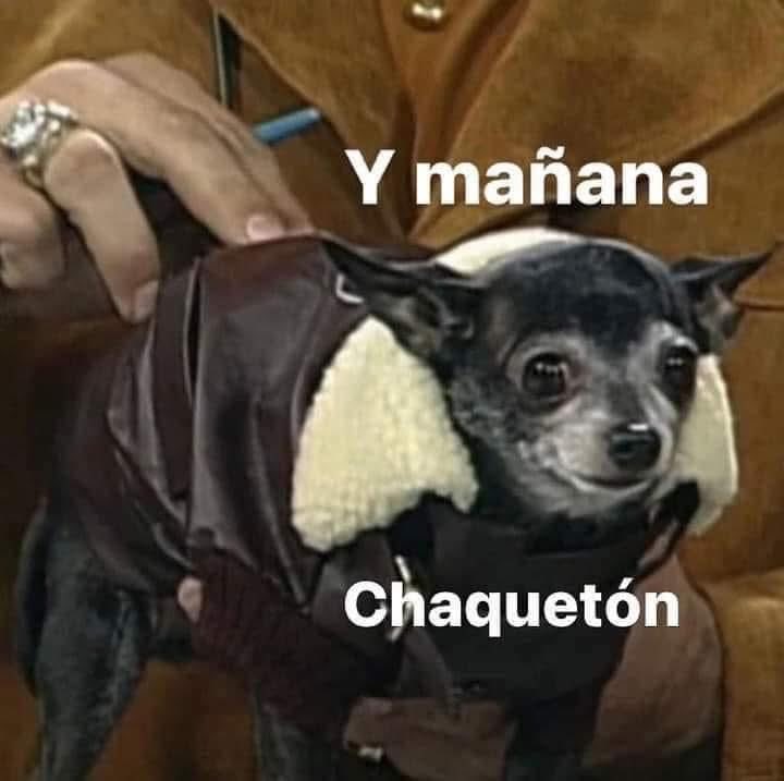 perritos_qctd's tweet image. 