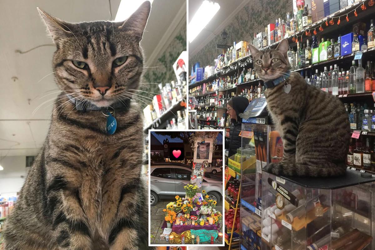 nypost's tweet photo. Beloved bodega cat killed by driverless Waymo robotaxi: ‘People loved him’ https://t.co/YXkUXTodhM https://t.co/ZGkNSDYuGy