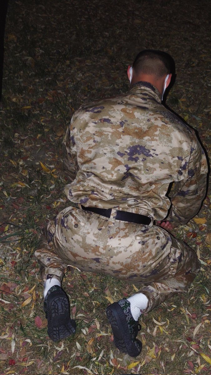 小柴犬 tweet media