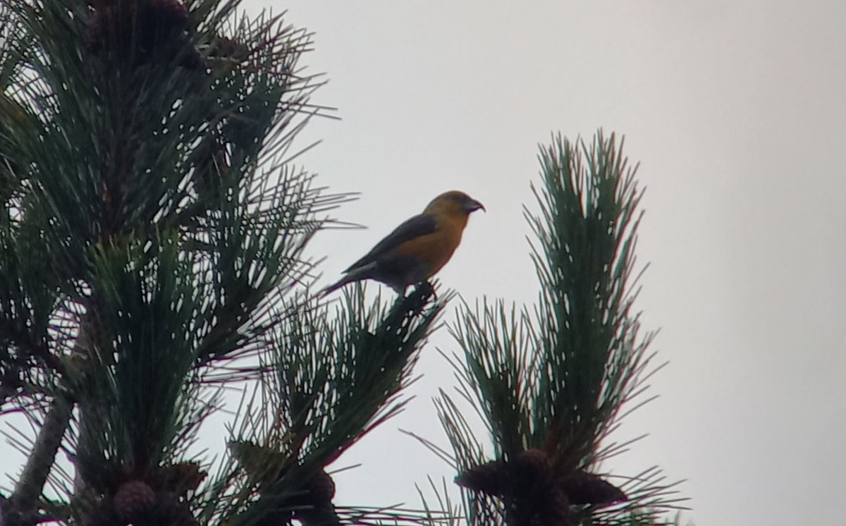 James Timms tweet media