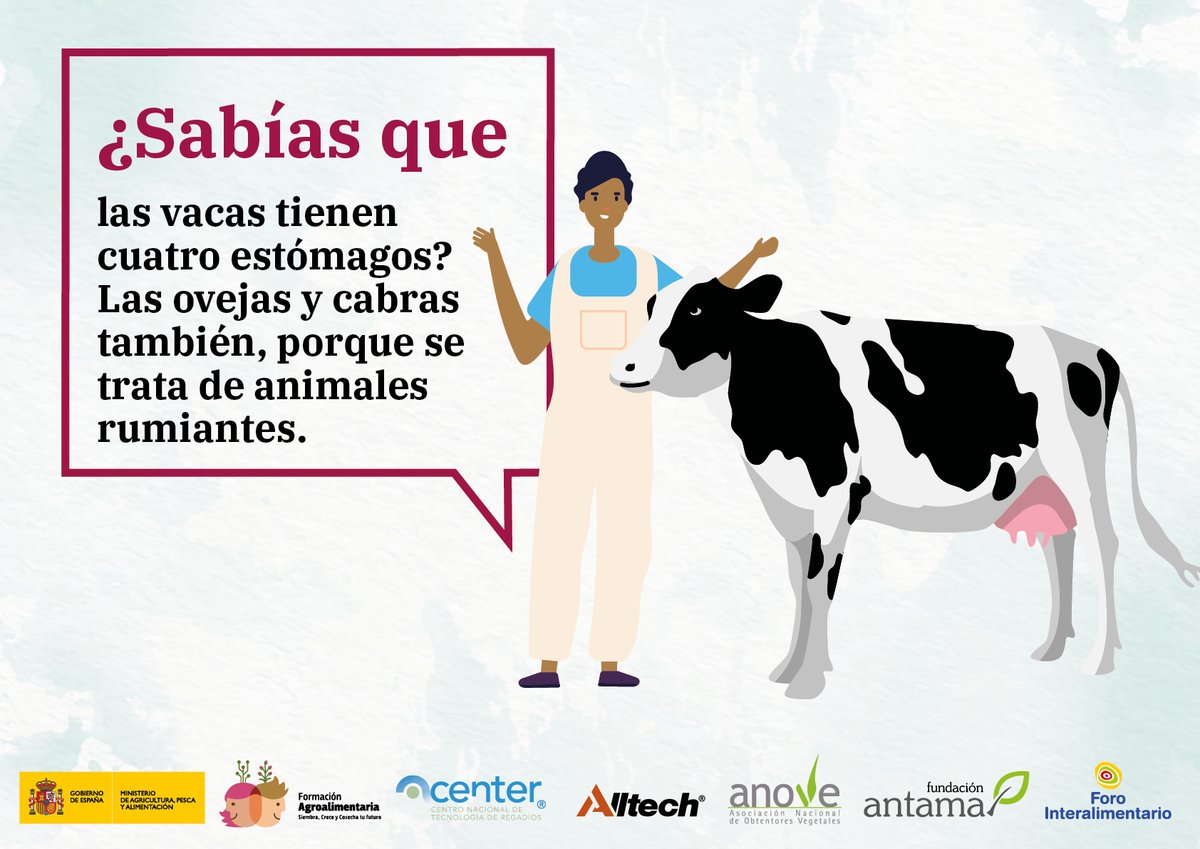 ¿Sabías que... las vacas tienen cuatro estómagos 🐄?
Y no solo ellas, también las cabras y las ovejas, porque se tratan de animales #rumiantes. 

Te contamos más en nuestra web 👇
conocerlaagricultura.com/los-cuatro-est…