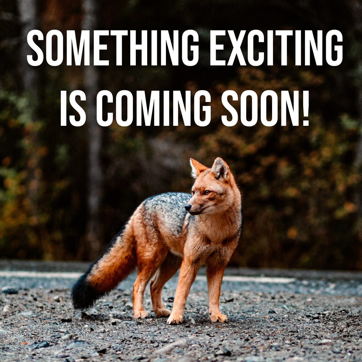 BisonPipe's tweet image. The same Bison Tough gates you count on are coming to a new home in Oklahoma City, OK. Learn more about the next chapter in Bison Tough quality at RedFoxPipe.com

#RedFoxPipe