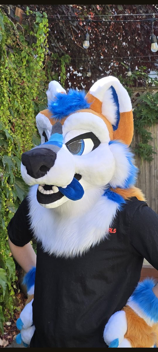 Corgi Snacks tweet media