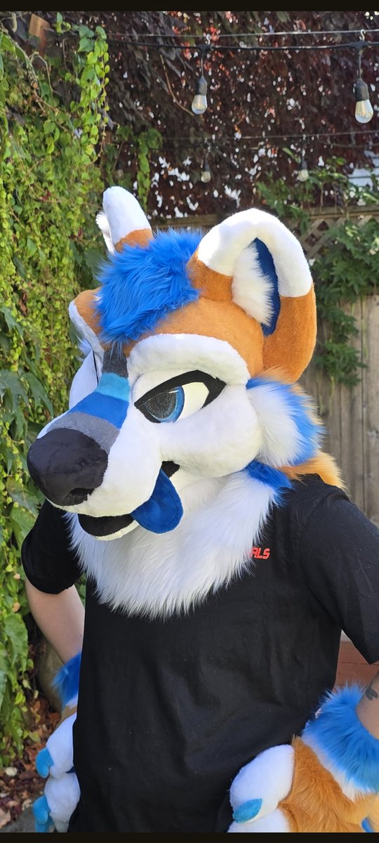 Corgi Snacks tweet media