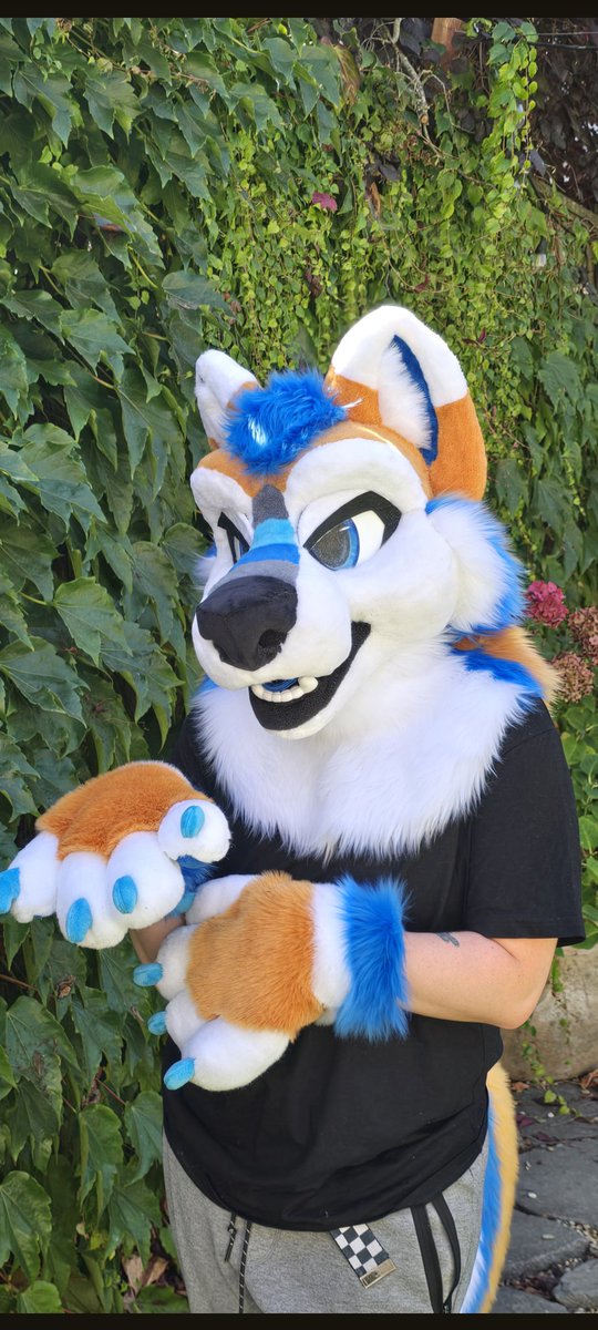 Corgi Snacks tweet media