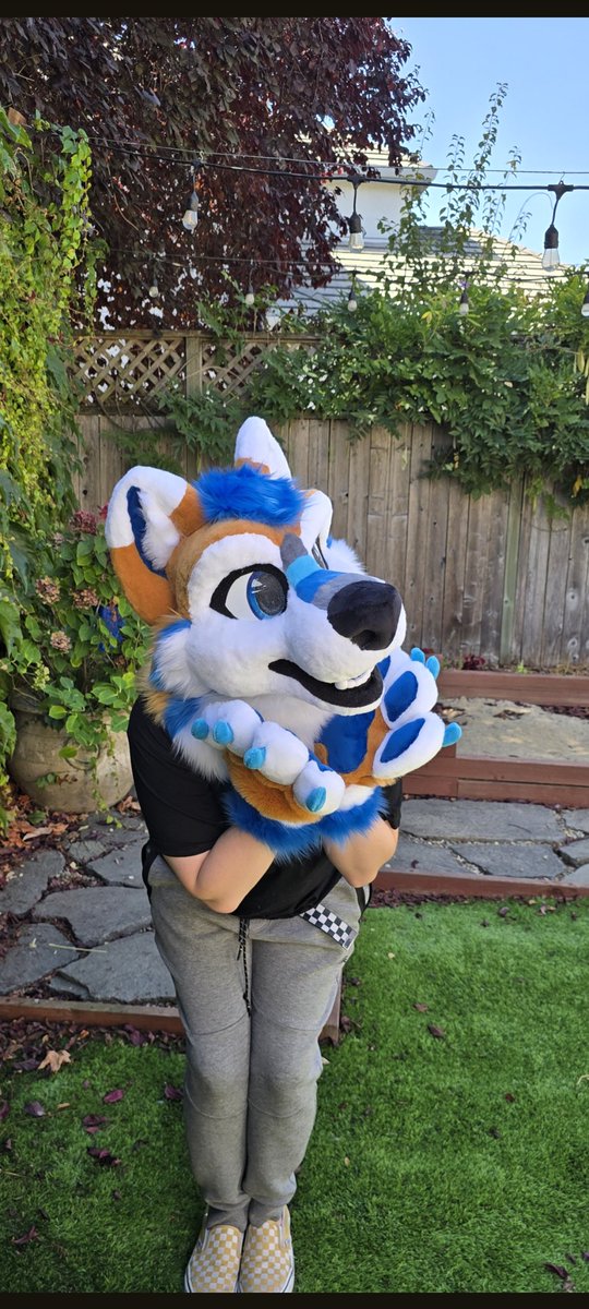 Corgi Snacks tweet media