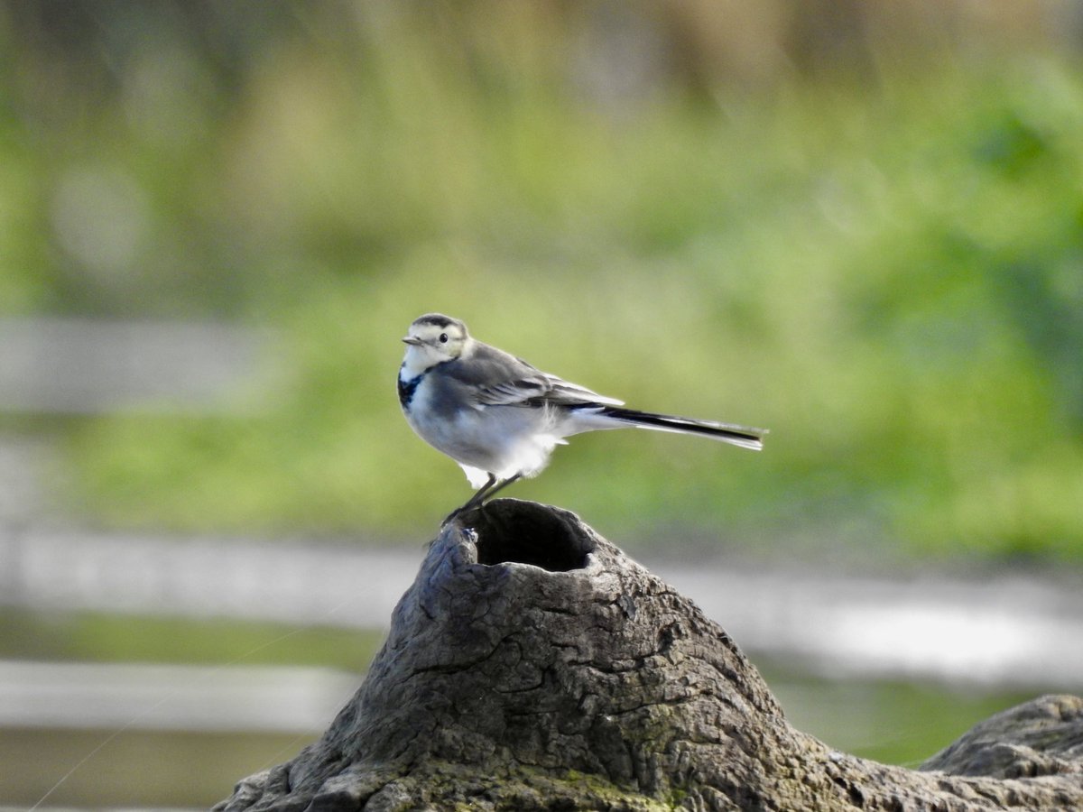 Calm bright conditions <a href="/tophilllow/">tophilllow</a> this morning. A bit quiet re birds but managed Greylags, Buzzard +twig, Redshank &amp; Pied Wagtail <a href="/Natures_Voice/">RSPB</a> <a href="/BNAscience/">BNA science</a> <a href="/Britnatureguide/">The British Nature Guide</a> <a href="/discoverHullEY/">Discover Hull</a> <a href="/YorkshireWater/">Yorkshire Water 💧</a>