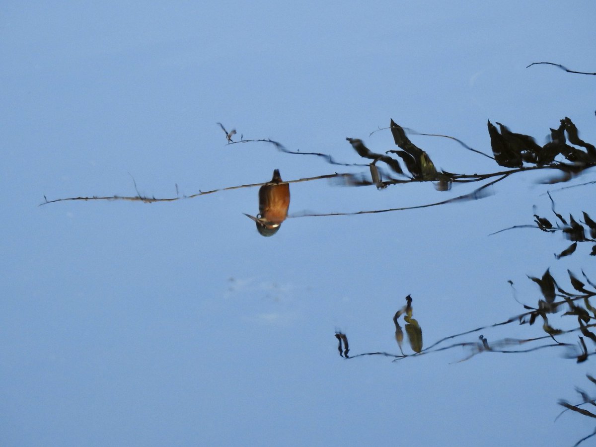 Calm bright conditions <a href="/tophilllow/">tophilllow</a> this morning with Kingfishers occasionally showing well <a href="/Natures_Voice/">RSPB</a> <a href="/BNAscience/">BNA science</a> <a href="/Britnatureguide/">The British Nature Guide</a> <a href="/discoverHullEY/">Discover Hull</a> <a href="/YorkshireWater/">Yorkshire Water 💧</a> #kingfishers