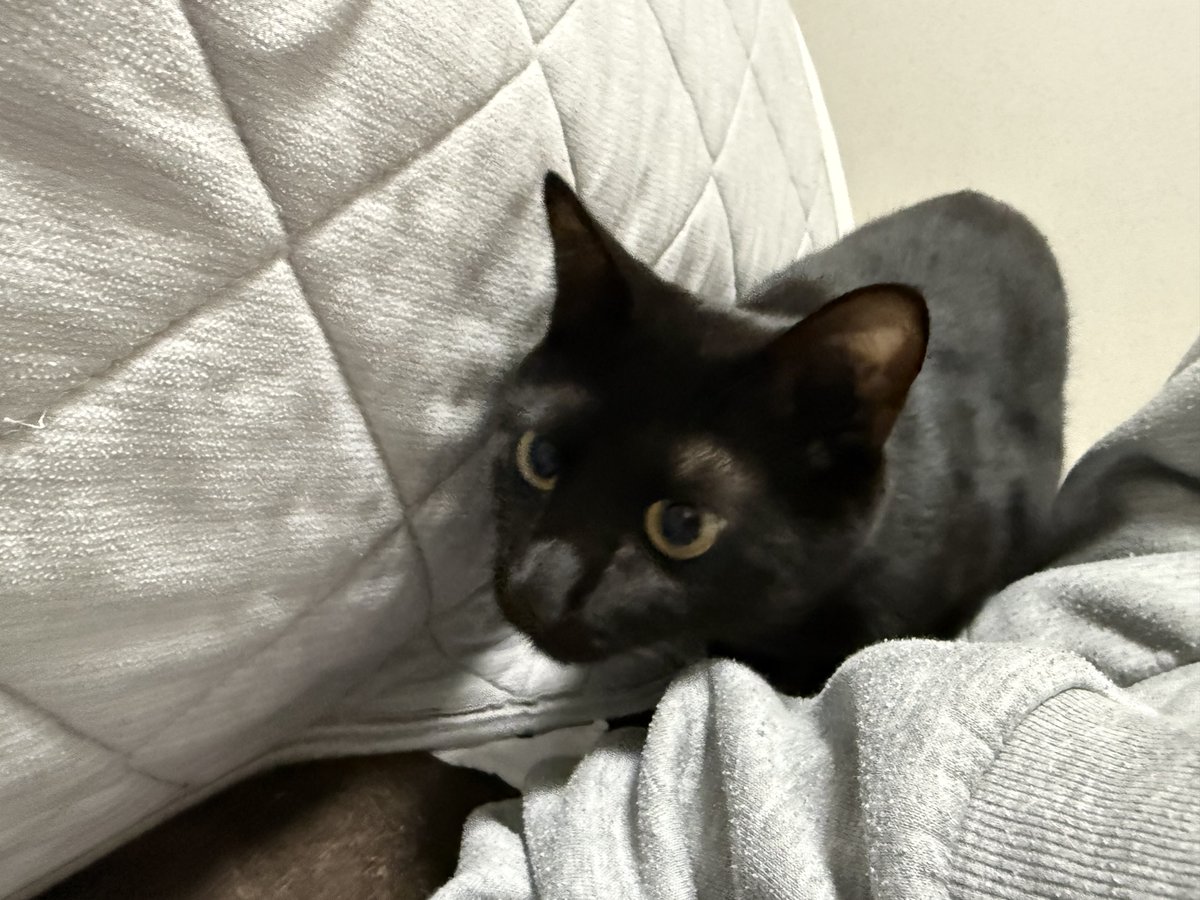 もんがとシャオ on X