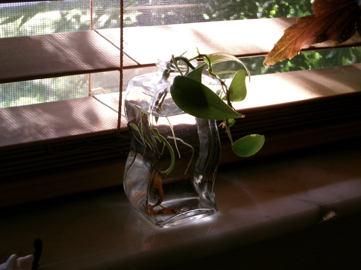 tiny baby roots always remind me that we can start over again and again and it’ll be ok