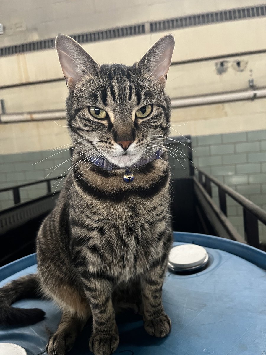 RichHay2's tweet photo. Taco says have a Happy Cat Day, everyone! https://t.co/q0E90i5Iz0