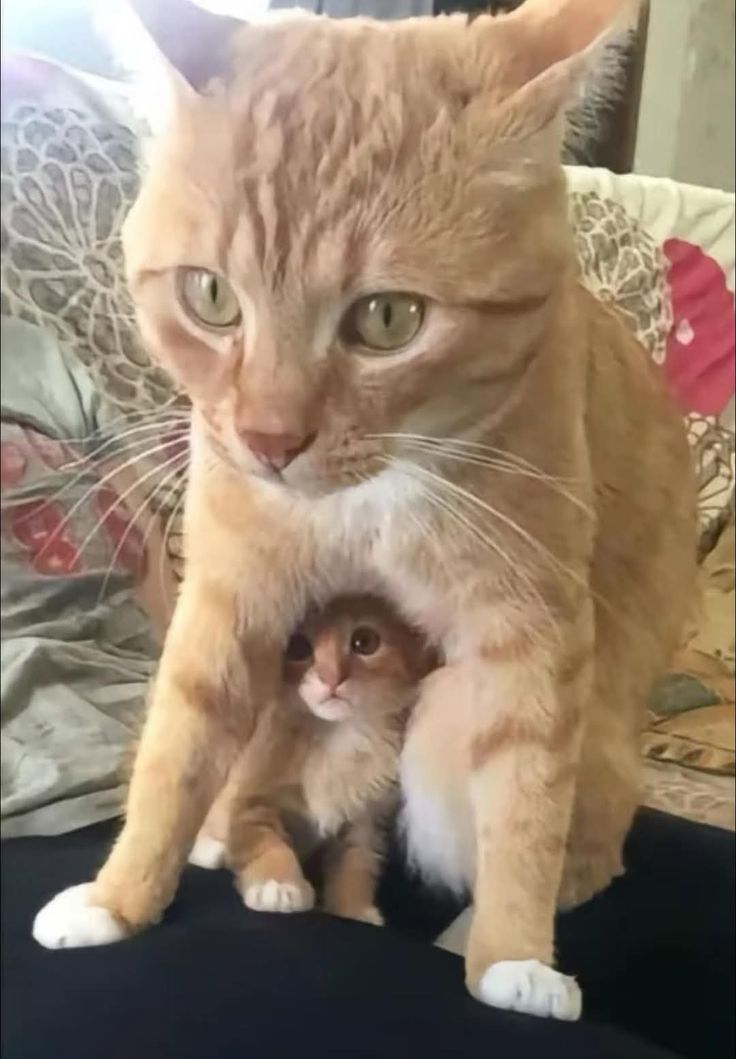 😻😻 (@kittenhideout) on Twitter photo 