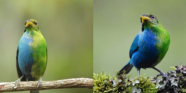 「半分オス半分メス」鳥界のあしゅら男爵
nazology.kusuguru.co.jp/archives/146917

世の中には右半身がオスで左半身がメスという「雌雄モザイク」の生物が見つかることがあります。これは鳥類では非常に珍しいですが、稀に報告されることがあります。なぜそのような不思議な状態が生まれるのでしょうか？