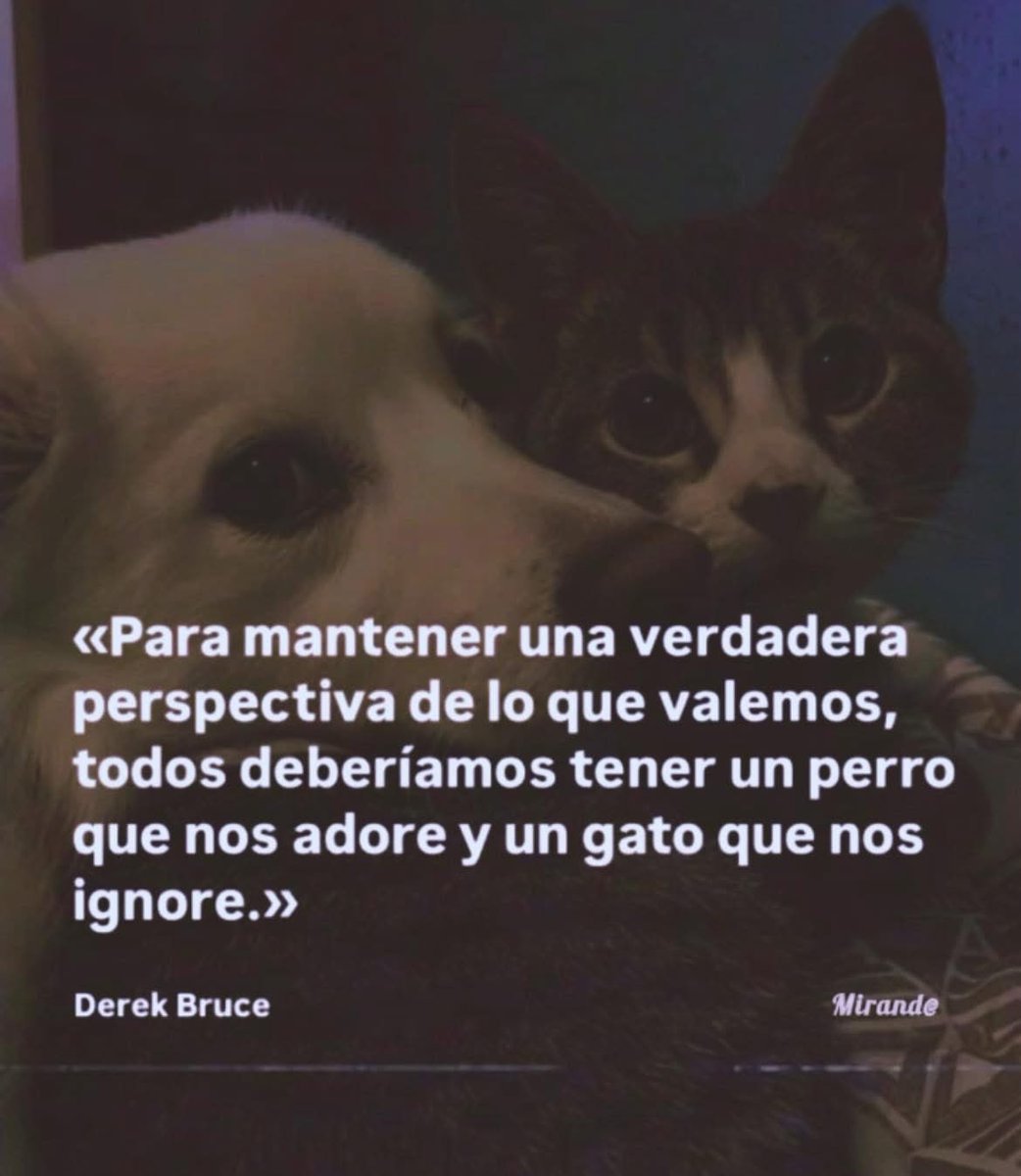 Dilo con perritos (@diloconperritos) on Twitter photo 