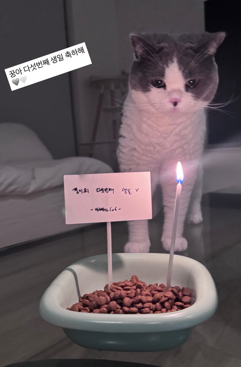 꿍이 왜케 아련 고양이야
생일 추카해❤️