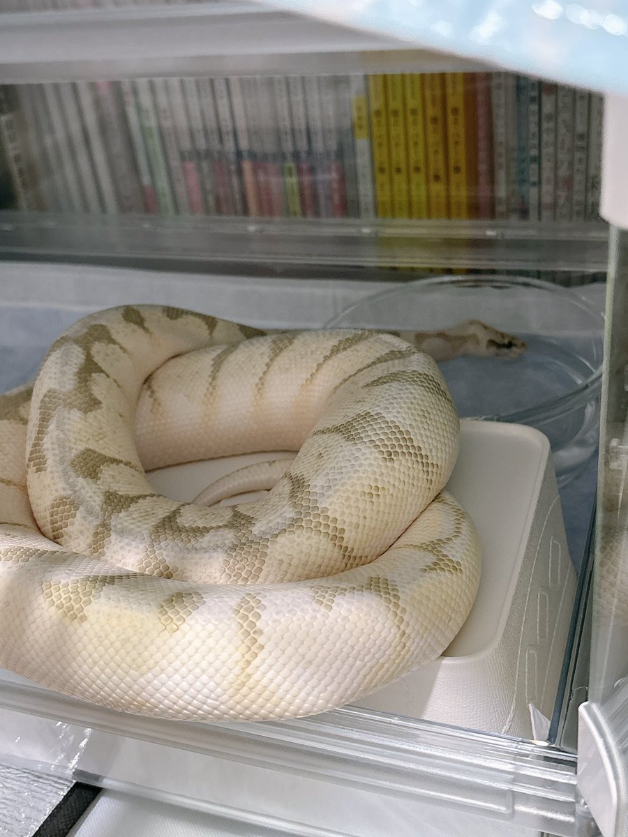 LanzisWistarias's tweet image. シェルターの方向は毎日変わってる😂
何遊んでるの😂
#ボールパイソン #ballpython  #球蟒