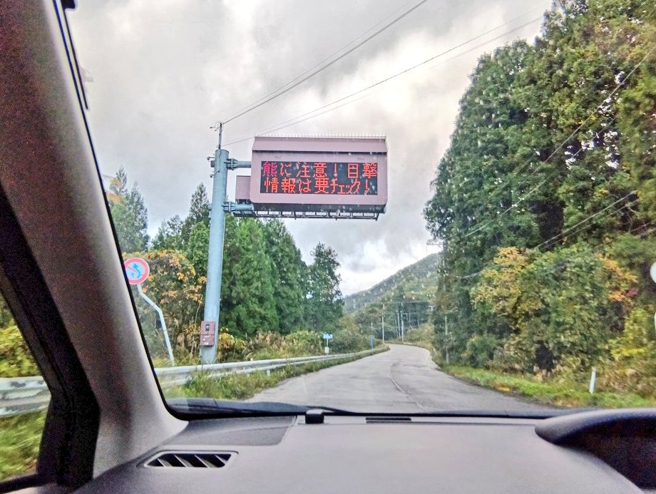 白樫巨木❗️珍しい大きさ‼️ 白樫細身木刀 Thin Bokuto (White oak) | SAKURAYA