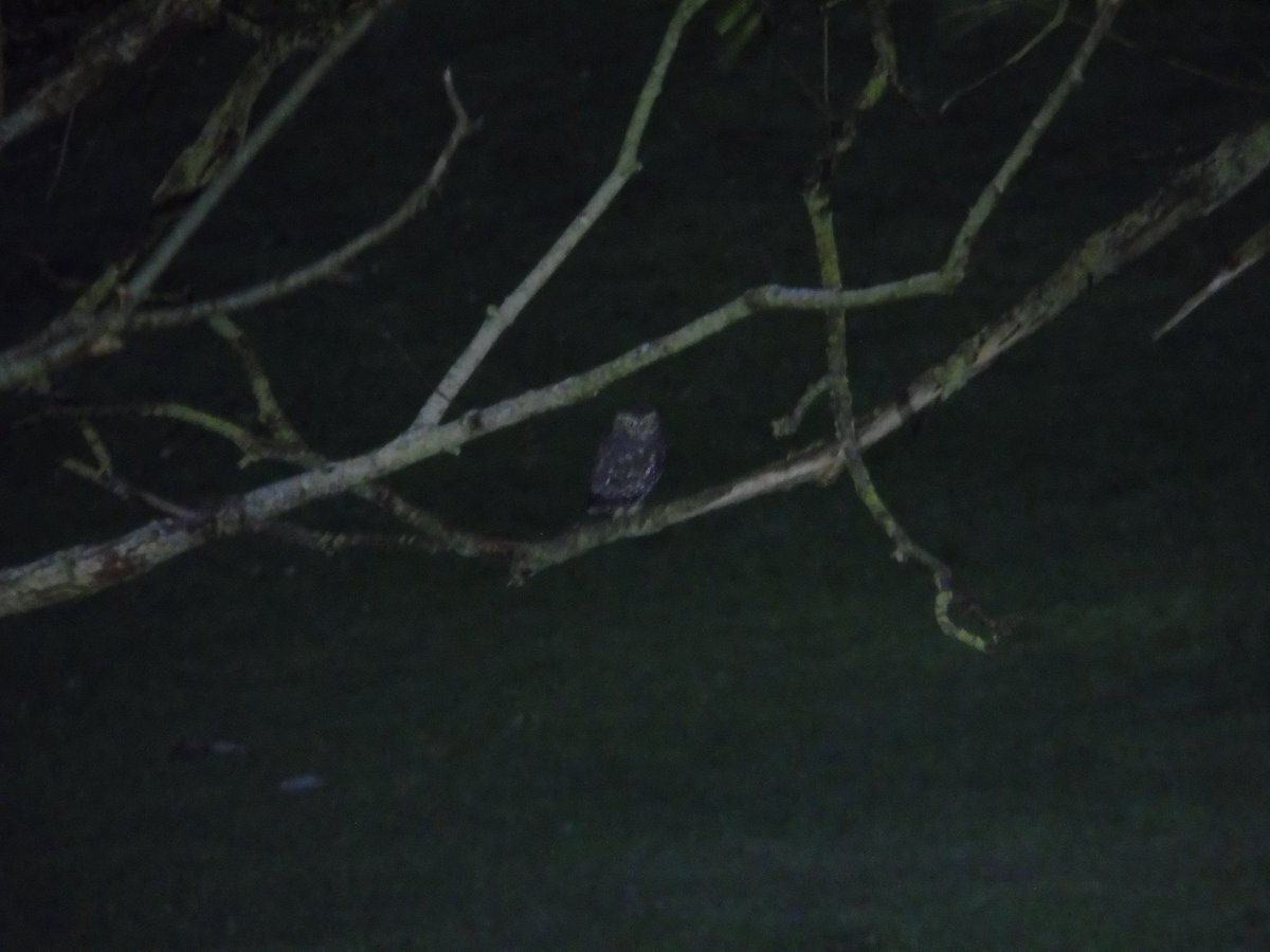 crpm2003's tweet photo. Nice post-work owling session with @NZsbiggestyear on Monday! Can never complain when seeing Owls on the Plain🦉 

1 Little Owl, 2 Barn Owl and 3 Tawny Owl made a productive evening and a satisfying count. See here for Harry’s nice video on it too: https://t.co/HEJf4gsC4m https://t.co/Fz0woc63t9