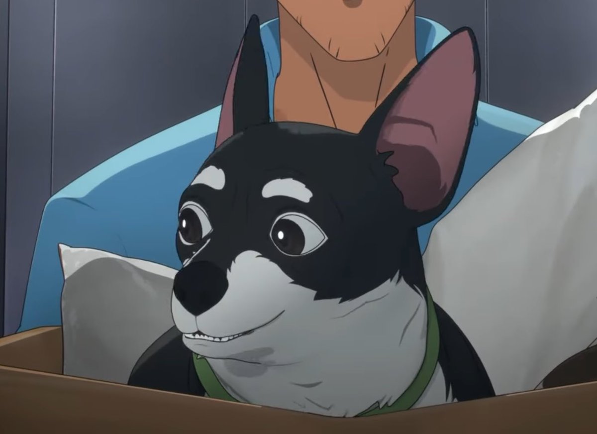 localdragooner's tweet image. Beef appreciation post because he's so cute and everyone needs to love him