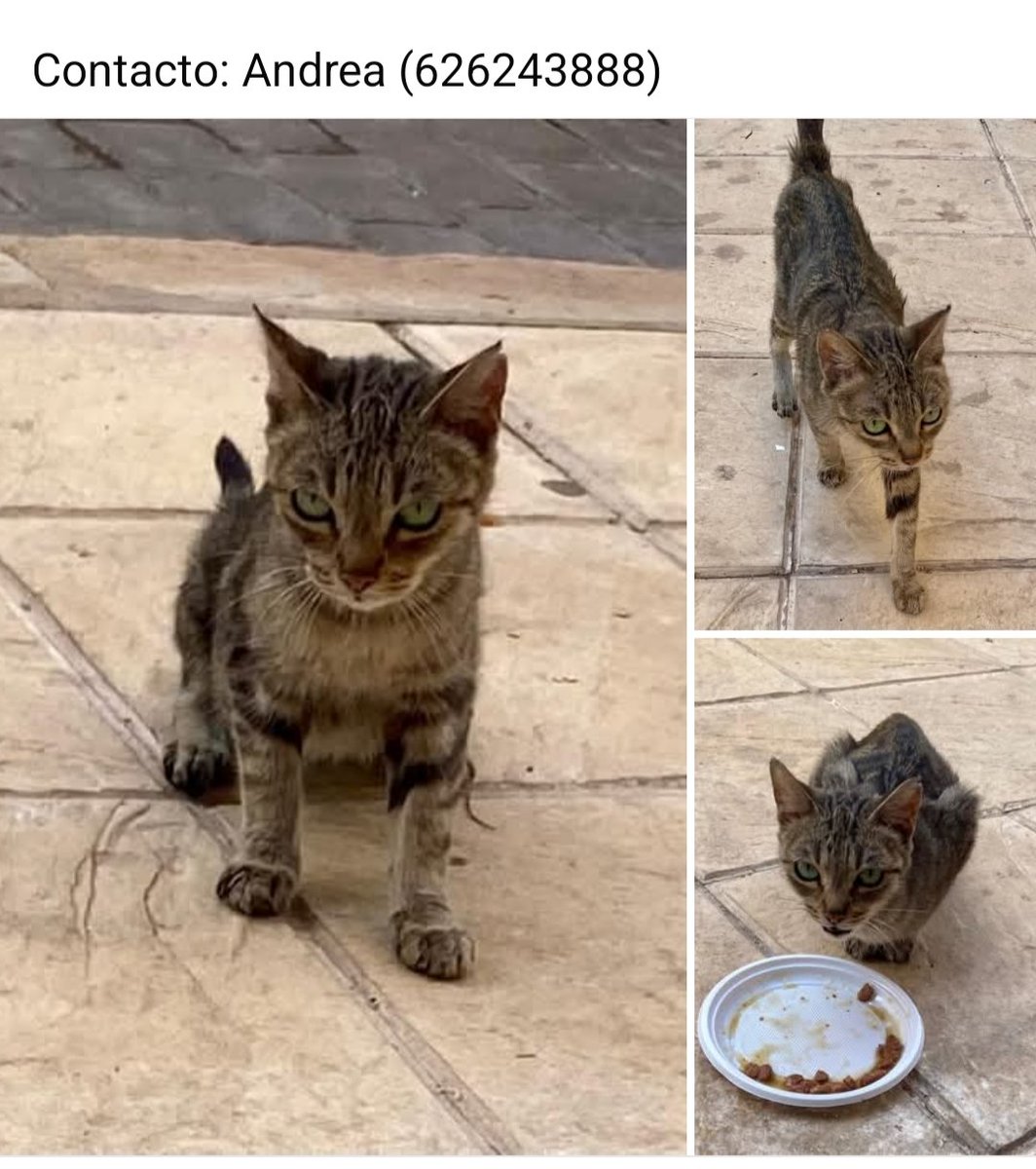 <a href="/AcofalX/">Acofal</a> <a href="/4catsVLC/">4cats</a> <a href="/APA_PerrosGatos/">APA Entre Perros y Gatos</a> <a href="/BurkManuela/">Manu Burk.</a> <a href="/gabarain_marisa/">Marisa Gabarain</a> <a href="/BouzaMato/">Maria Mato     Bouza</a> <a href="/Marisa84157935/">Marisa</a> <a href="/isagato62/">isabel esteve</a> <a href="/Erta2017/">Erta</a> <a href="/cigarreteLyM/">Animalover</a> <a href="/lolorubio42/">lolo rubio</a> <a href="/OpenEye95053629/">Open 🐕💕🐈🌳🦋</a> <a href="/AsociacionADAT/">ADAT</a> <a href="/isabelg16993387/">Isabel</a> 

Aún continúa sin nada.
626243888 #Xativa #Valencia
Su triste historia⬇️