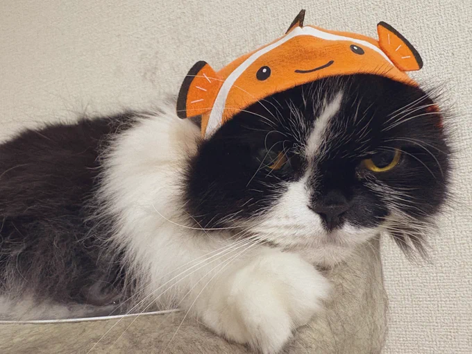 これつけると死んだ目になるよね ハロウィンだからってごめんね