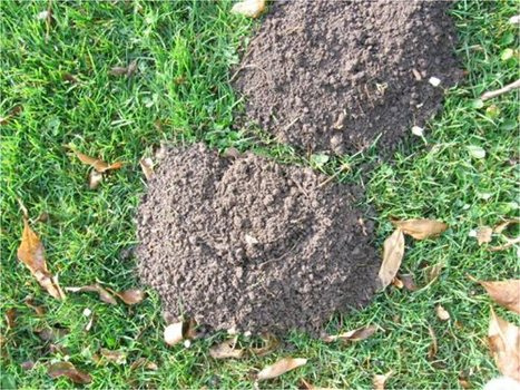 SesmasTree's tweet image. Lawn Pest Control

Other than crabgrass and various types of weeds, pests can be detrimental to your lawn&apos;s health and growth. When weeds take root in the soil, they take up water and nutrients that can benefit your wanted plants, but pests destroy ...

sesmastreeservice.com/lawn-pest-cont…