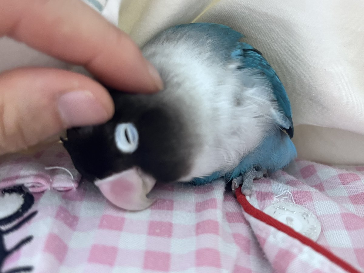 sodatheparrot's tweet photo. 🥹🥹 이불 가장 좋아하는 앵무 어떠세요?🥺 https://t.co/Eq2egLI9FY