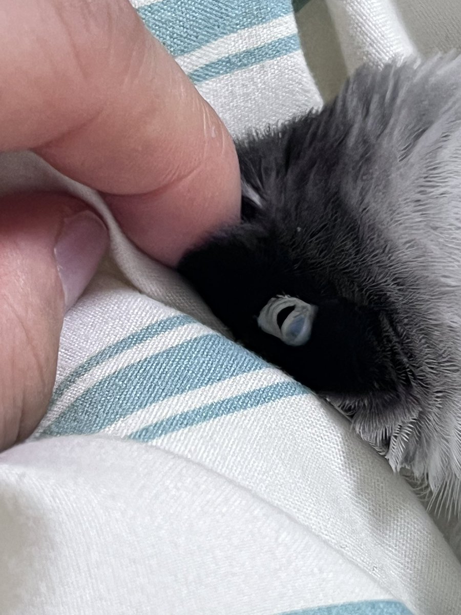 sodatheparrot's tweet photo. 🥹🥹 이불 가장 좋아하는 앵무 어떠세요?🥺 https://t.co/Eq2egLI9FY